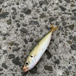 アジ狙い