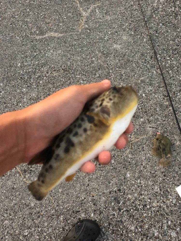 初カワハギ釣り