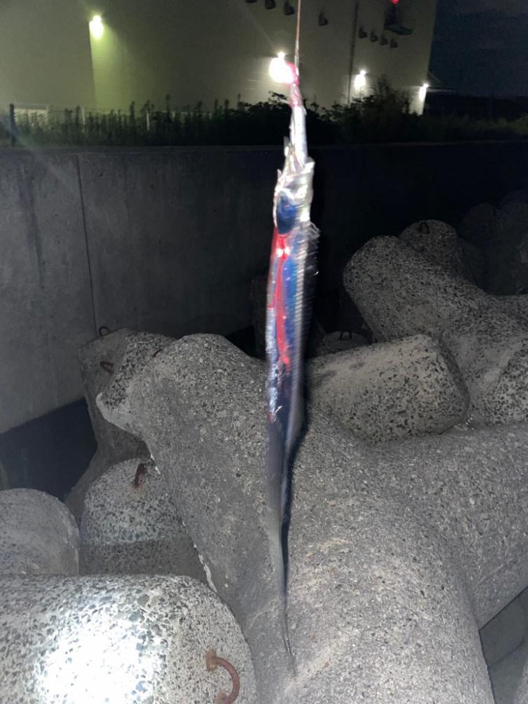 アコウとタチウオ