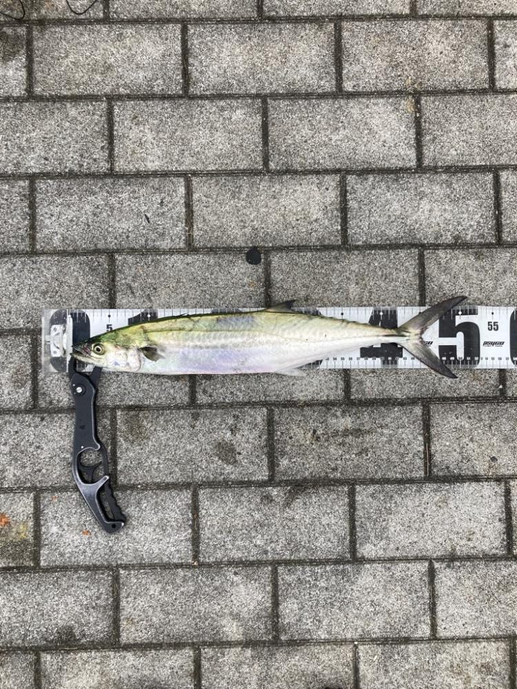 久々に湾奥コスモ。青牙ハットトリック。。。