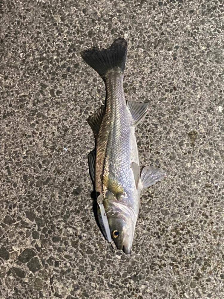 ♾️ナブラ発見!