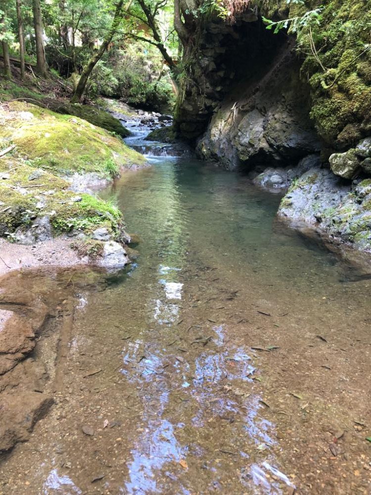 渓流ルアー楽し!