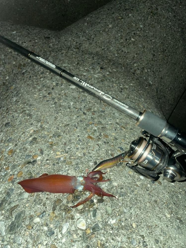 爆風の中のエギング