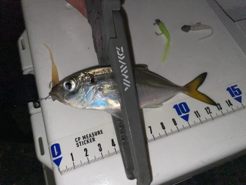 マゴチ、イカ、アジングリレー