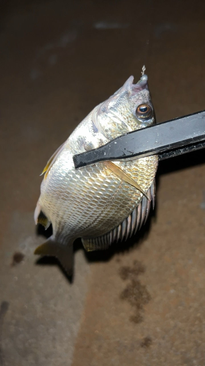 またまたライトゲーム五目達成!