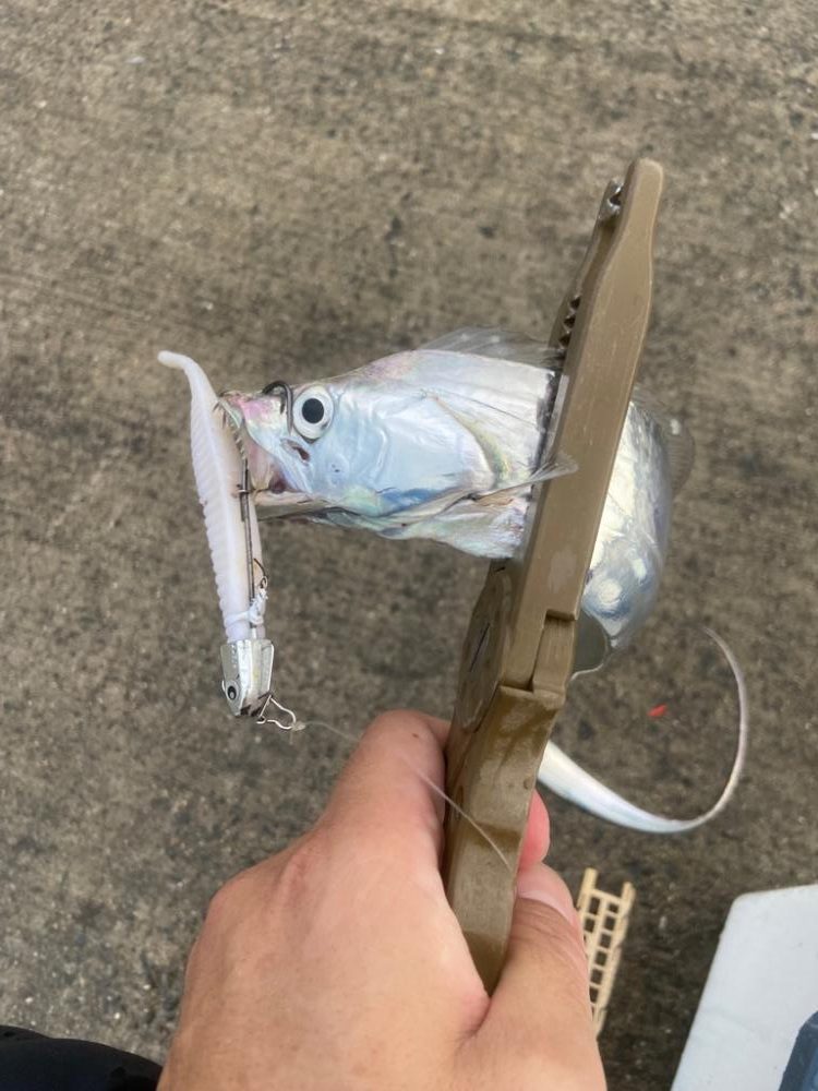 太刀魚シーズン突入！