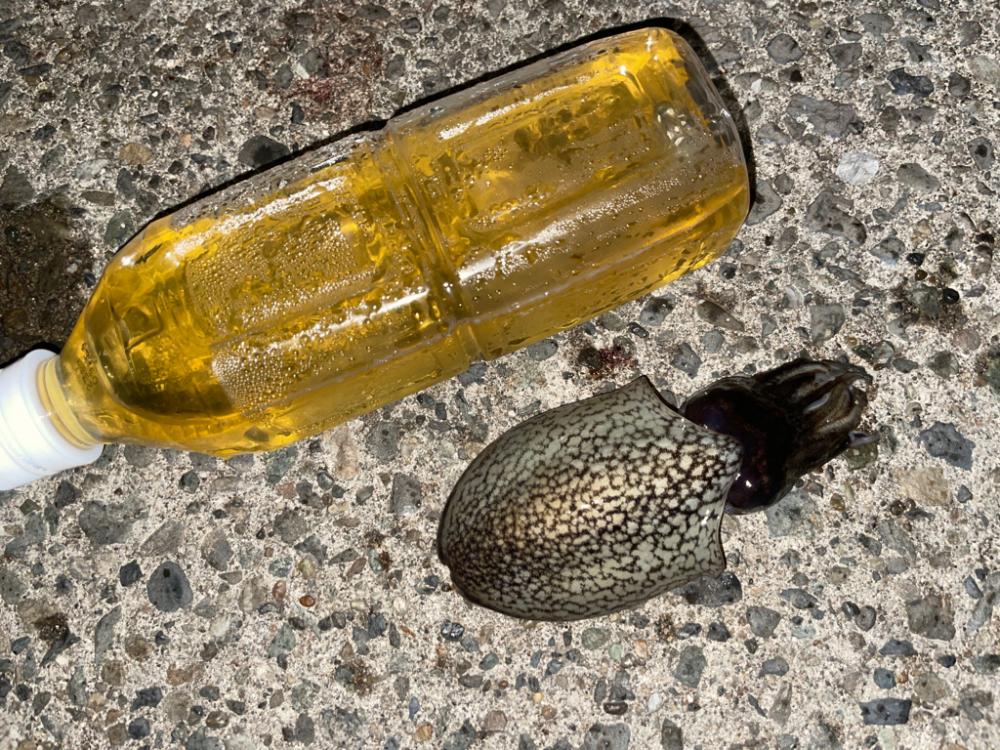 アジングエギング