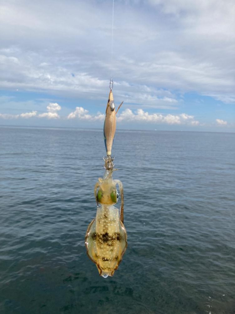 アオリのちタチ