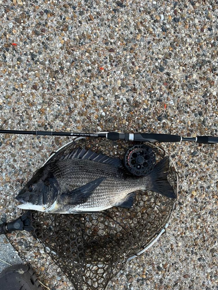 なんとか釣れた