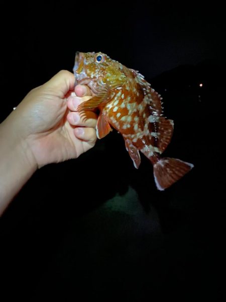 なんでも釣り　夕方〜夜の部