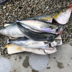 夢の入れ食い目指して