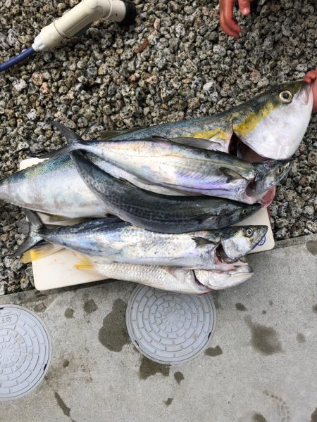 夢の入れ食い目指して