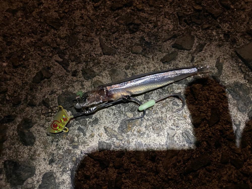 今日はサバの日？