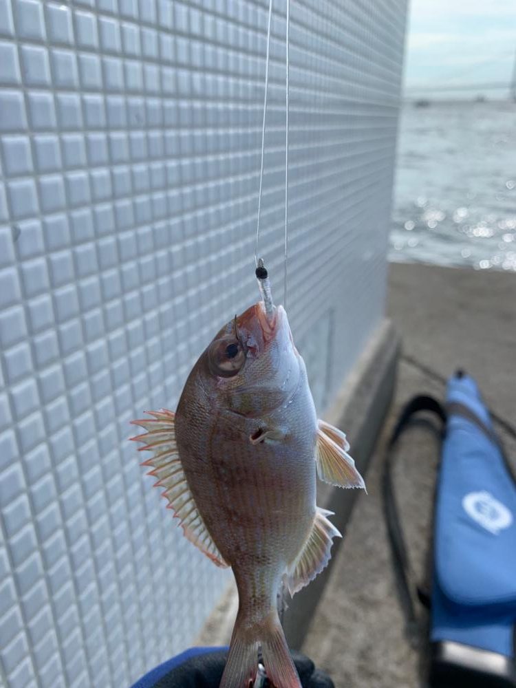 なんでも釣れるジグサビキ