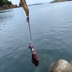 日本海エギング激渋！