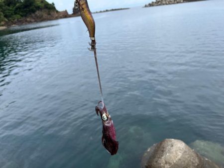 日本海エギング激渋！