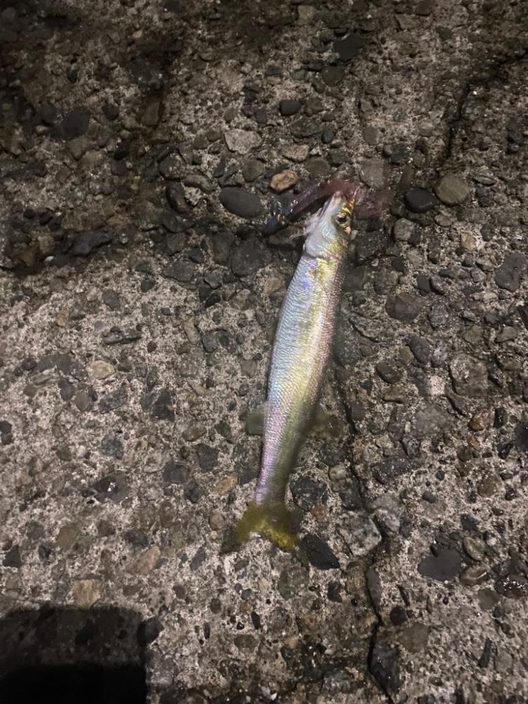 エギで太刀魚⁉️