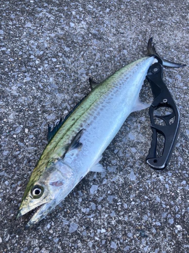 青牙ハットトリックならずマルチ。。