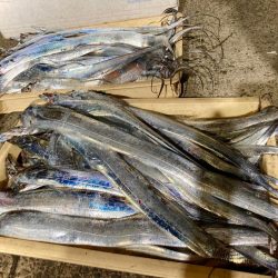 タチウオもジャックアイにゃ！