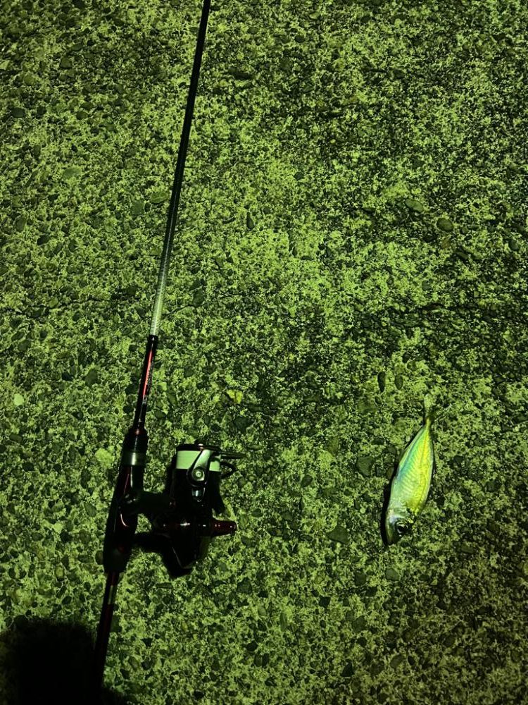 アオリイカ@アジ