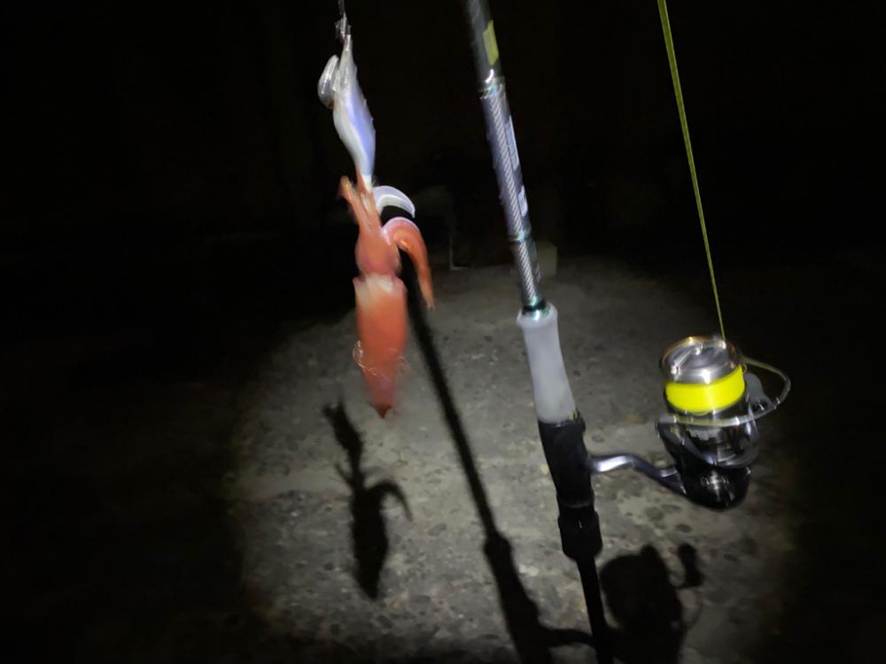 大阪でエギング