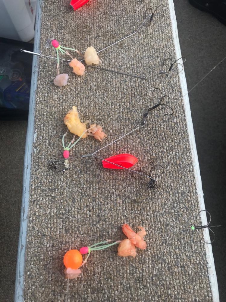 室津のカットウ釣り