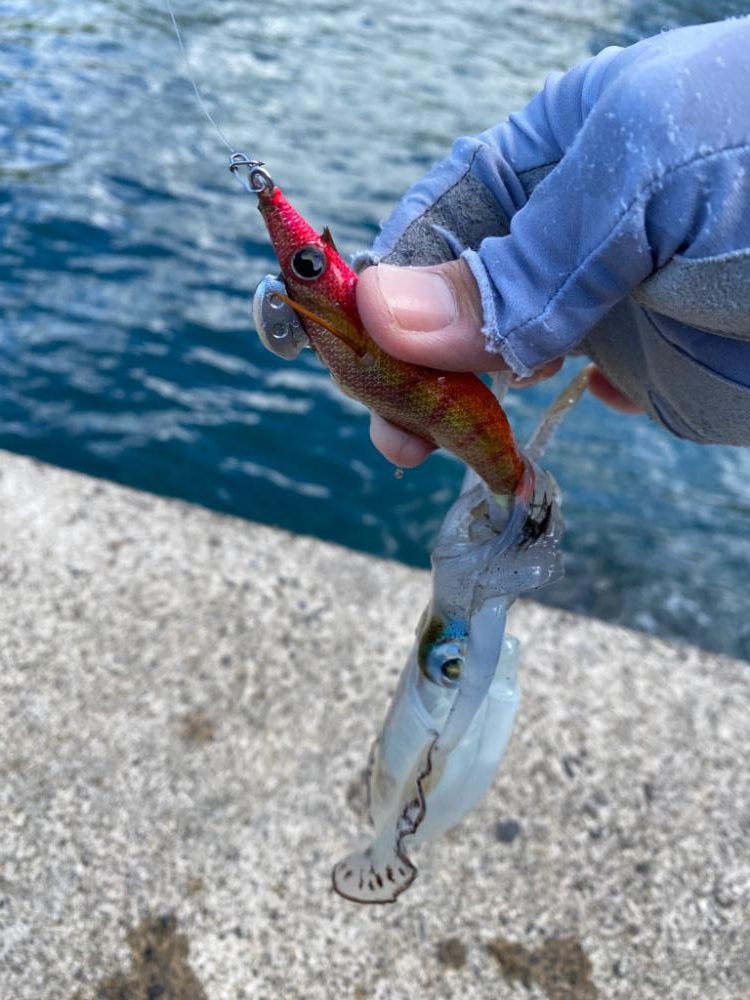 今日もイカチェック!