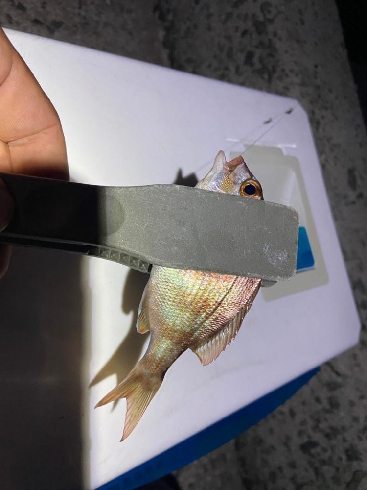 シロギスタのフィールドワーク