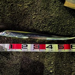 太刀魚釣り、キス釣り