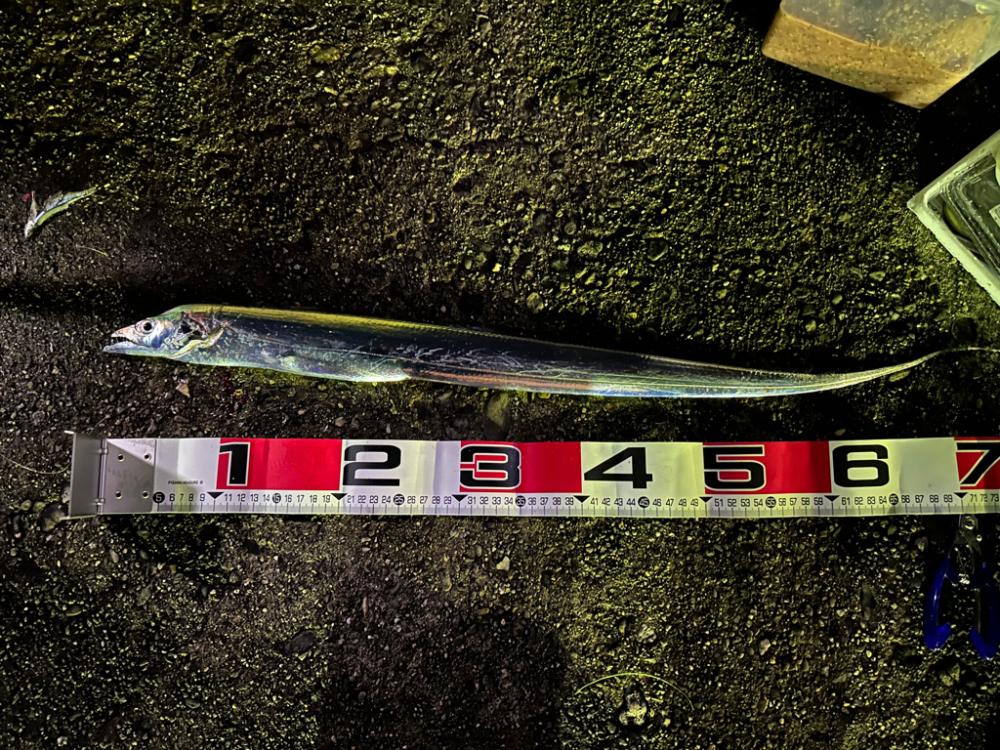 太刀魚釣り、キス釣り