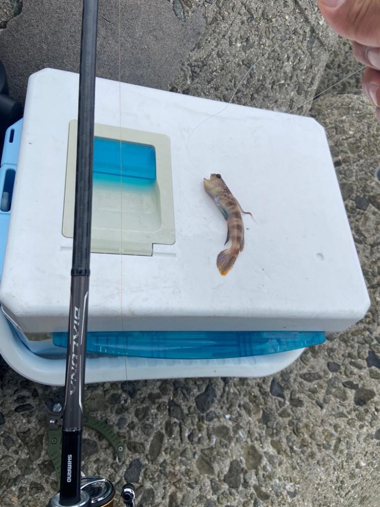 ちょい投げシロギスタのrelaxing day！