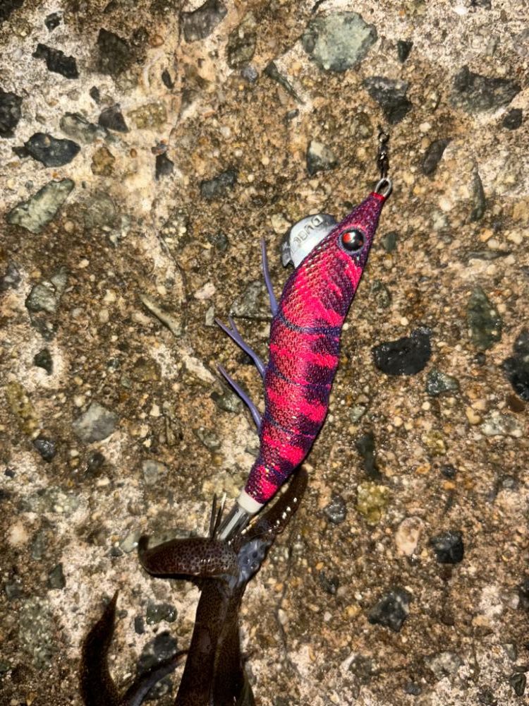 やっとキープサイズが釣れました