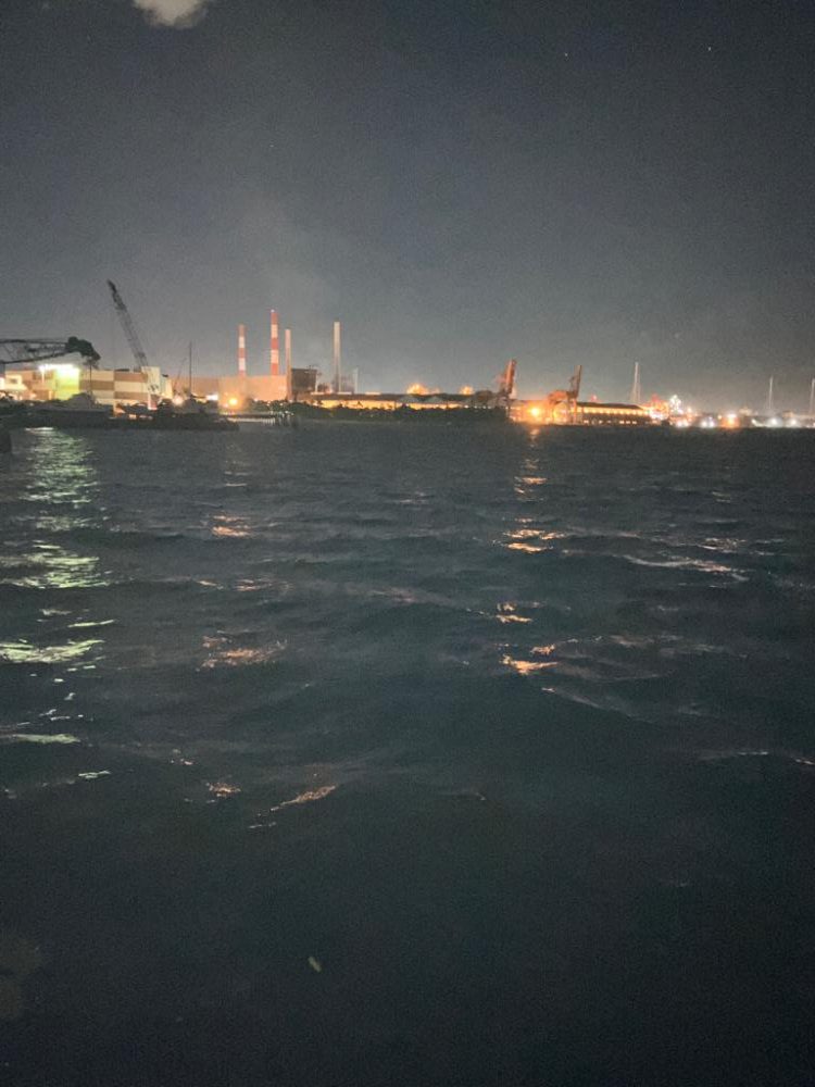 サヨリが湾内に入って来た！