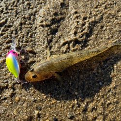 またまたハゼクラ！