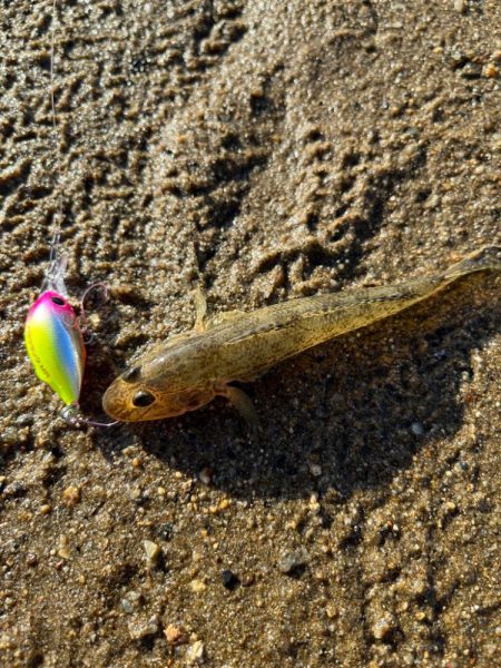 またまたハゼクラ！