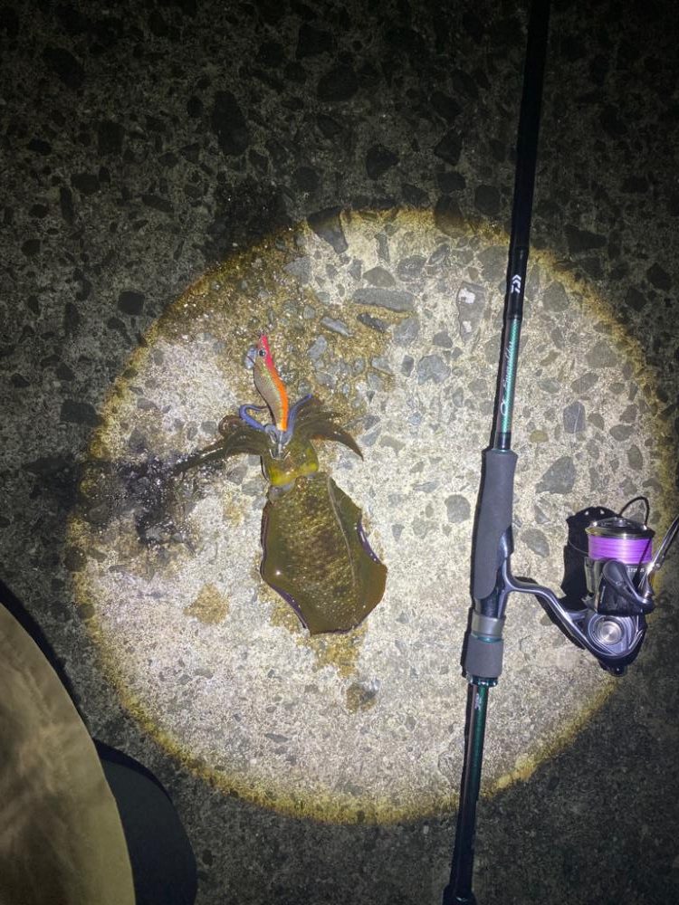 大阪エギング　入れ食い