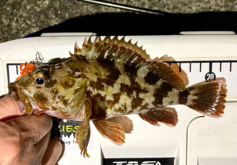 カサゴがこのサイズやったら良かったのに〜