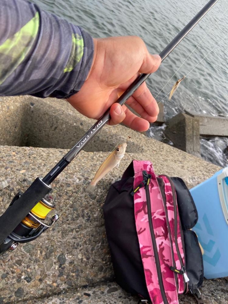 ちょい投げシロギスタ、幸せの黄色いヒレ