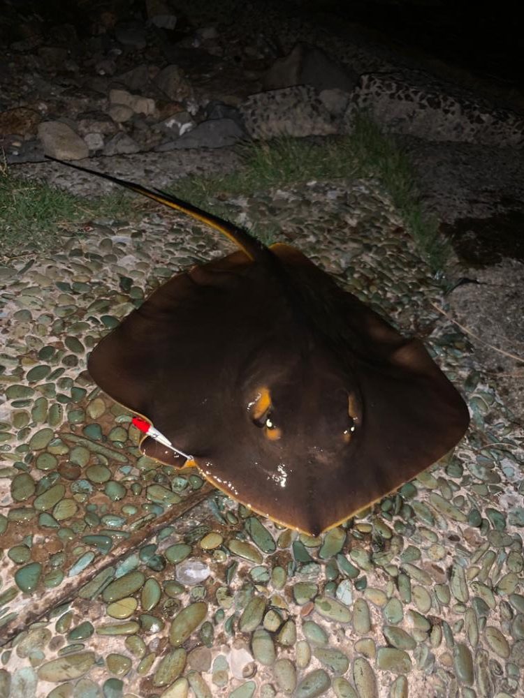 シーバス釣りたい•••