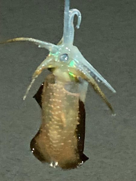 初アオリイカです