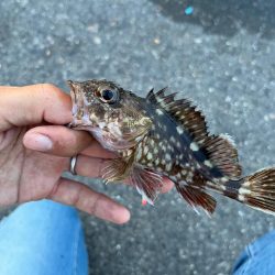 四日市昼間のファミリーフィッシング