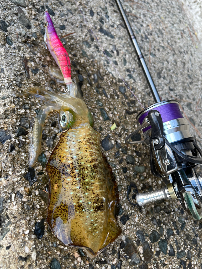 土日のリベンジに