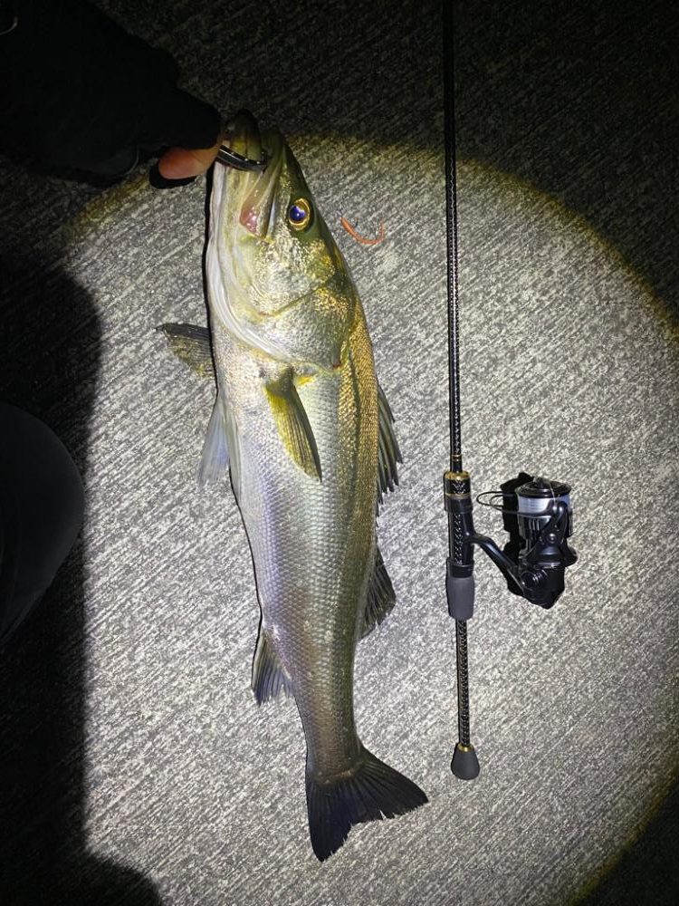 アジングがシーバスになった日