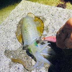 メジカ、アオリイカGET！！