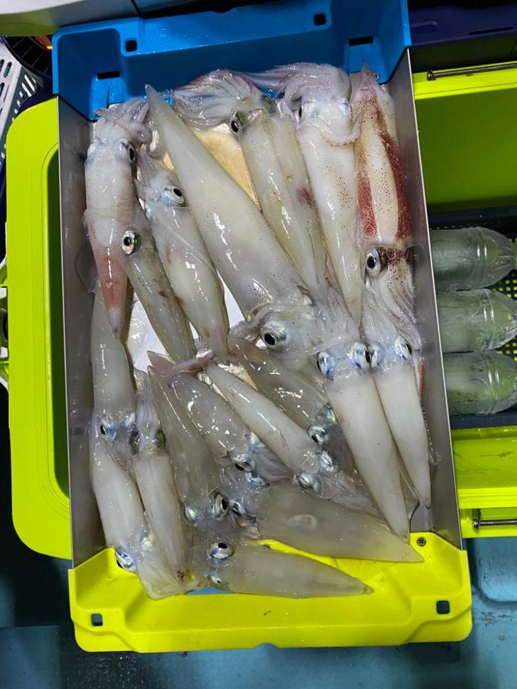 イカメタル終盤か