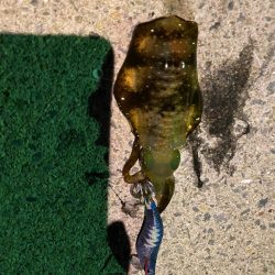 姫路離島エギング