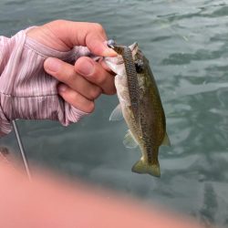 ジグヘッドで丁寧に釣りをすると