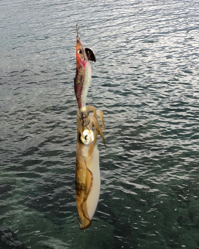 エギング楽しい！