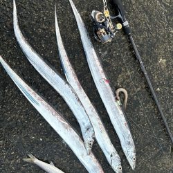 2週間後のタチウオ