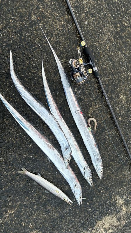 2週間後のタチウオ